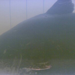 Catfish Catfish