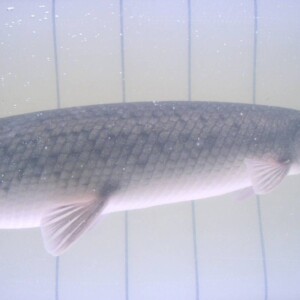 Gar Gar