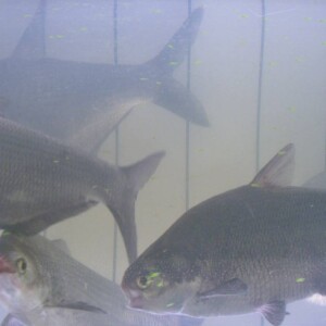Gizzard-shad Gizzard-shad